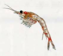 Mysis Shrimp in Lake Okanagan